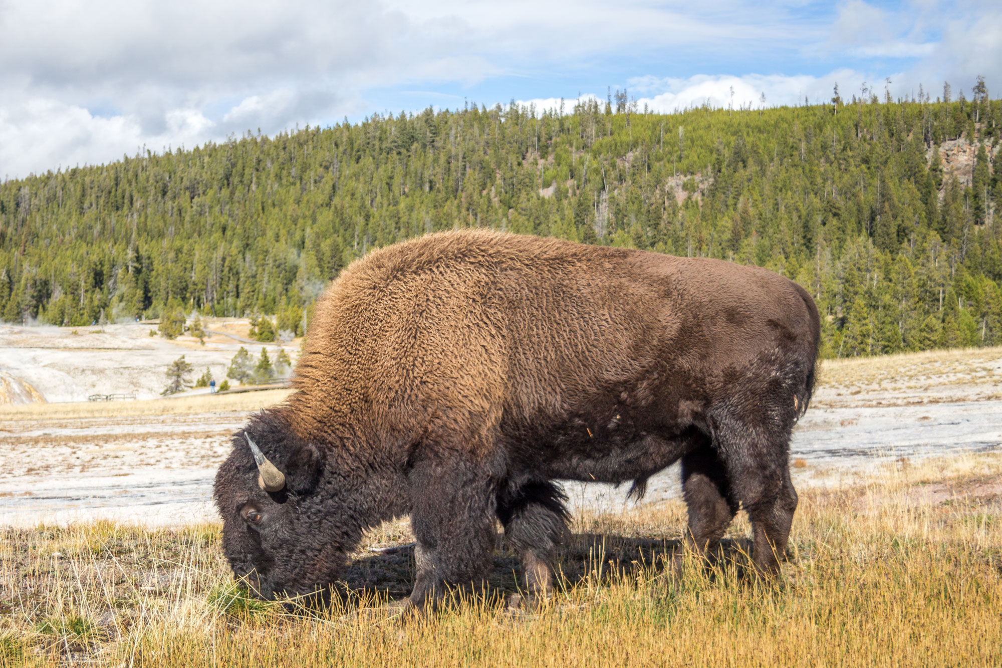 Bison at Yellostone, Wyoming